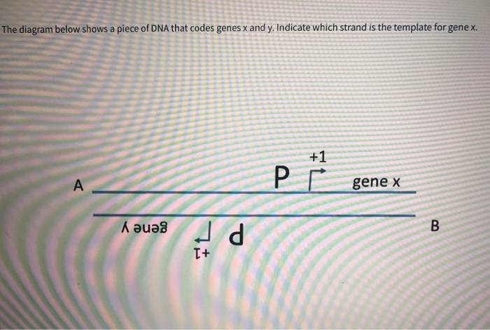Solved the diagram below shows a piece of DNA that codes | Chegg.com
