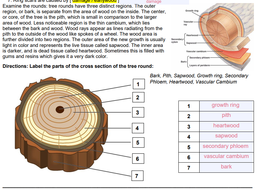 annual rings labeled