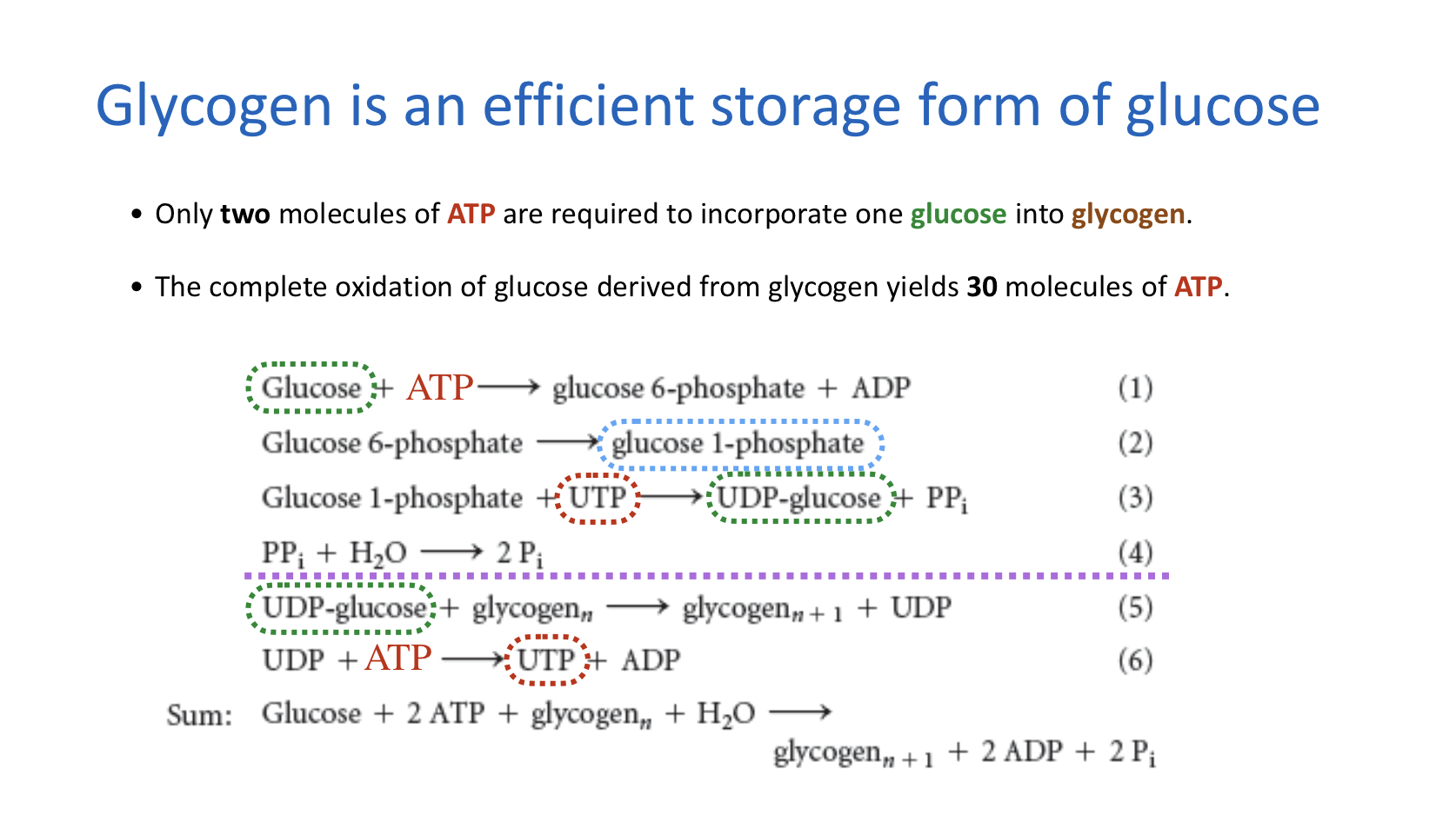 Solved Please describe (1) the three steps of glycogen