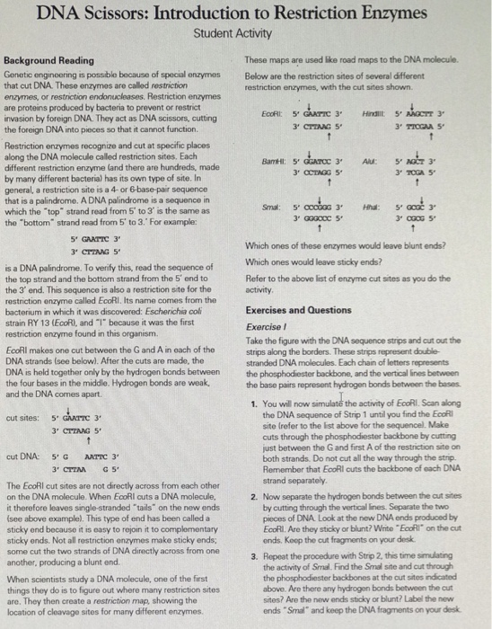 Solved DNA Scissors Introduction to Restriction Enzymes