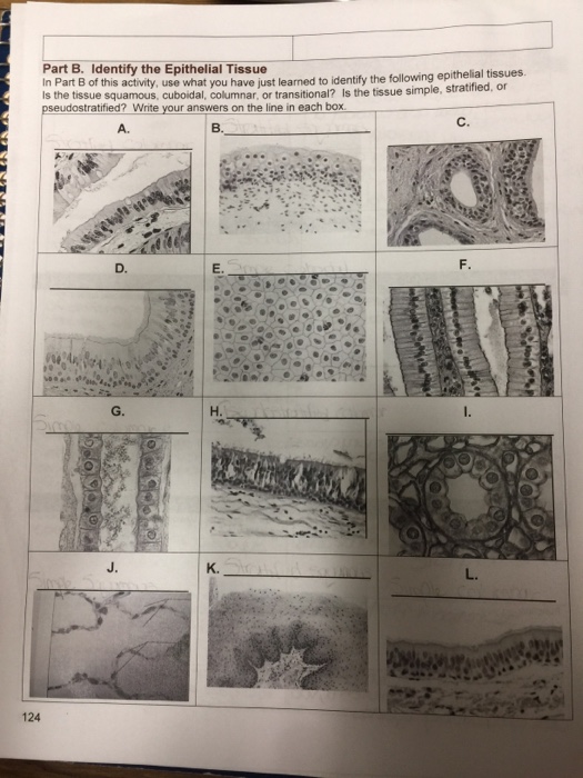 Anatomy Worksheet Epithelial Tissues Answers - Ivuyteq