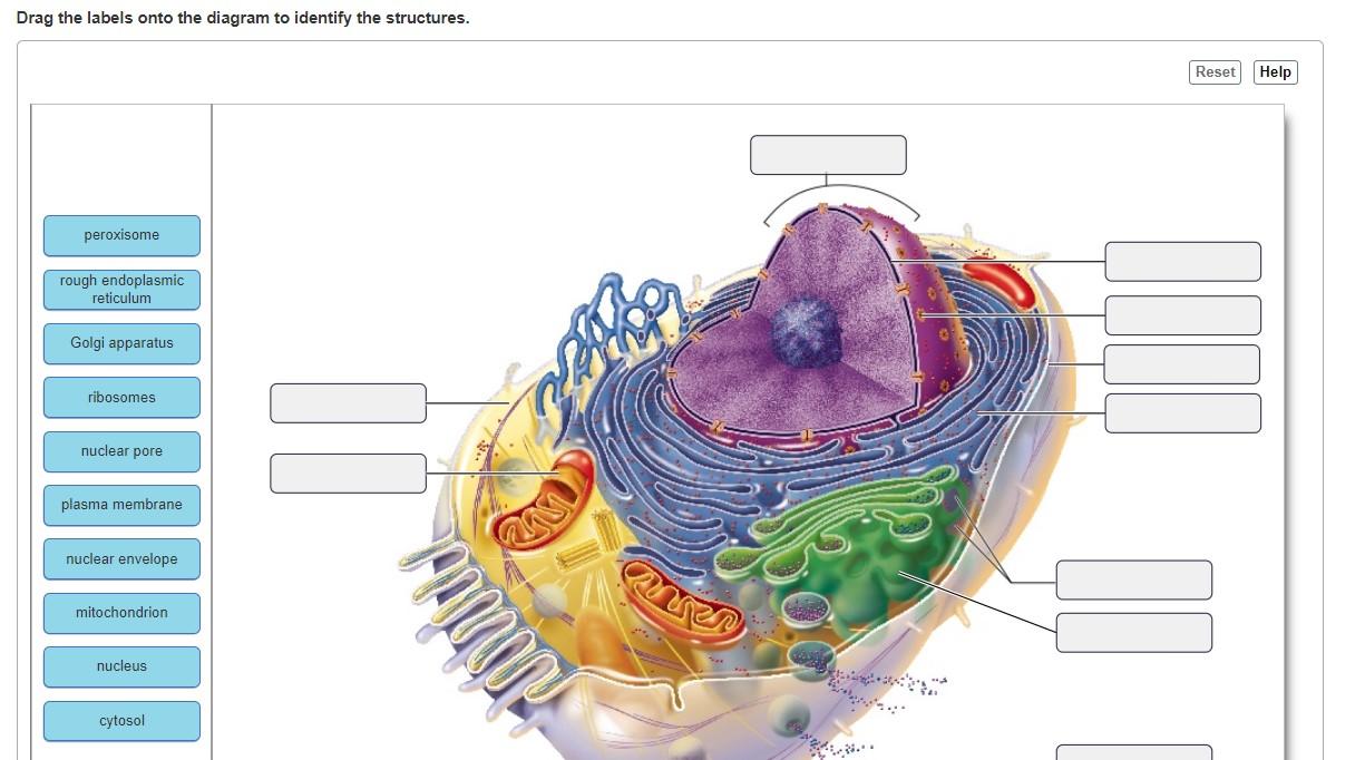 Solved Drag the labels onto the diagram to identify the | Chegg.com ...