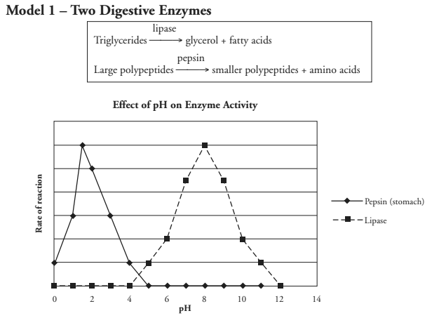 Solved 1. Name the two enzymes illustrated in Model 1. 2A. | Chegg.com