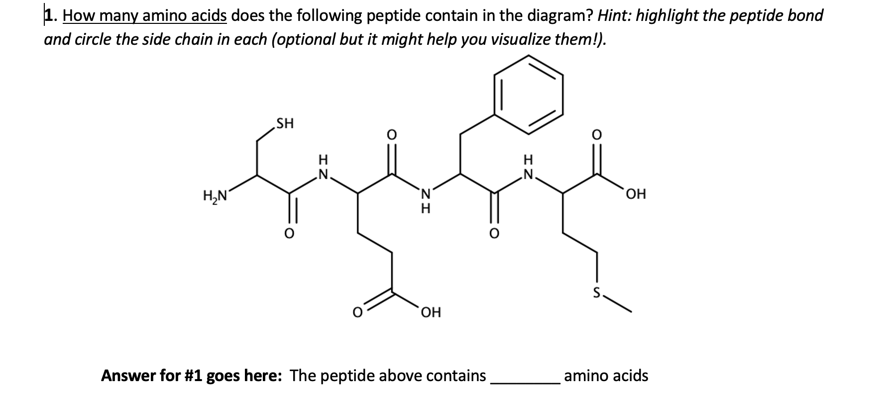 Solved 1. How many amino acids does the following peptide | Chegg.com