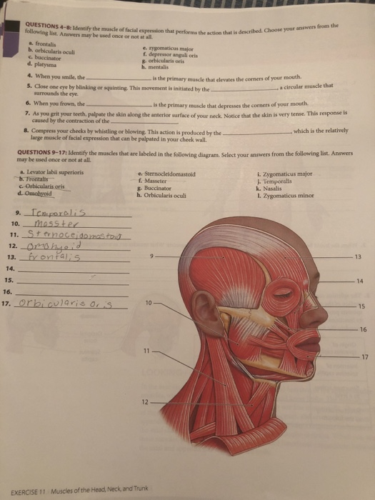 Solved QUESTIONS 4-8: Identify the muscle of facial | Chegg.com