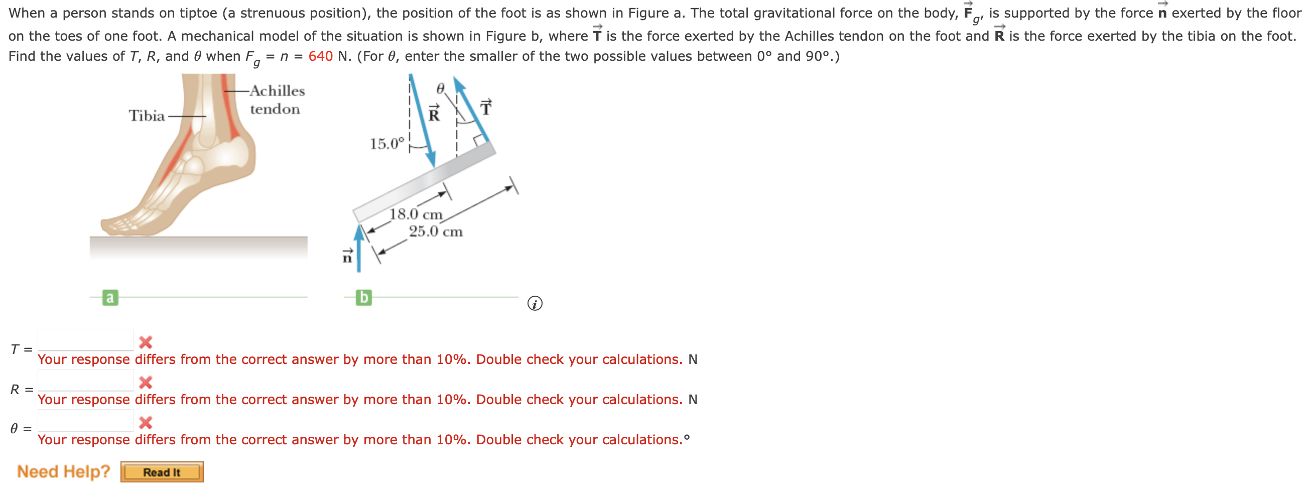 Solved When A Person Stands On Tiptoe (a Strenuous | Chegg.com