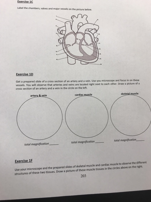 Solved Exercise 1C Label the chambers, valves and major