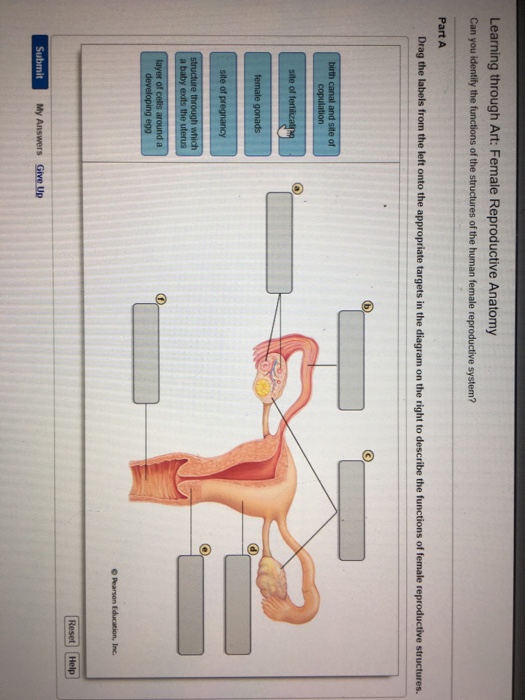 Solved: Can You Identify The Functions Of The Structures O... | Chegg.com