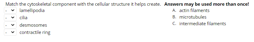 Solved Match the cytoskeletal component with the cellular | Chegg.com
