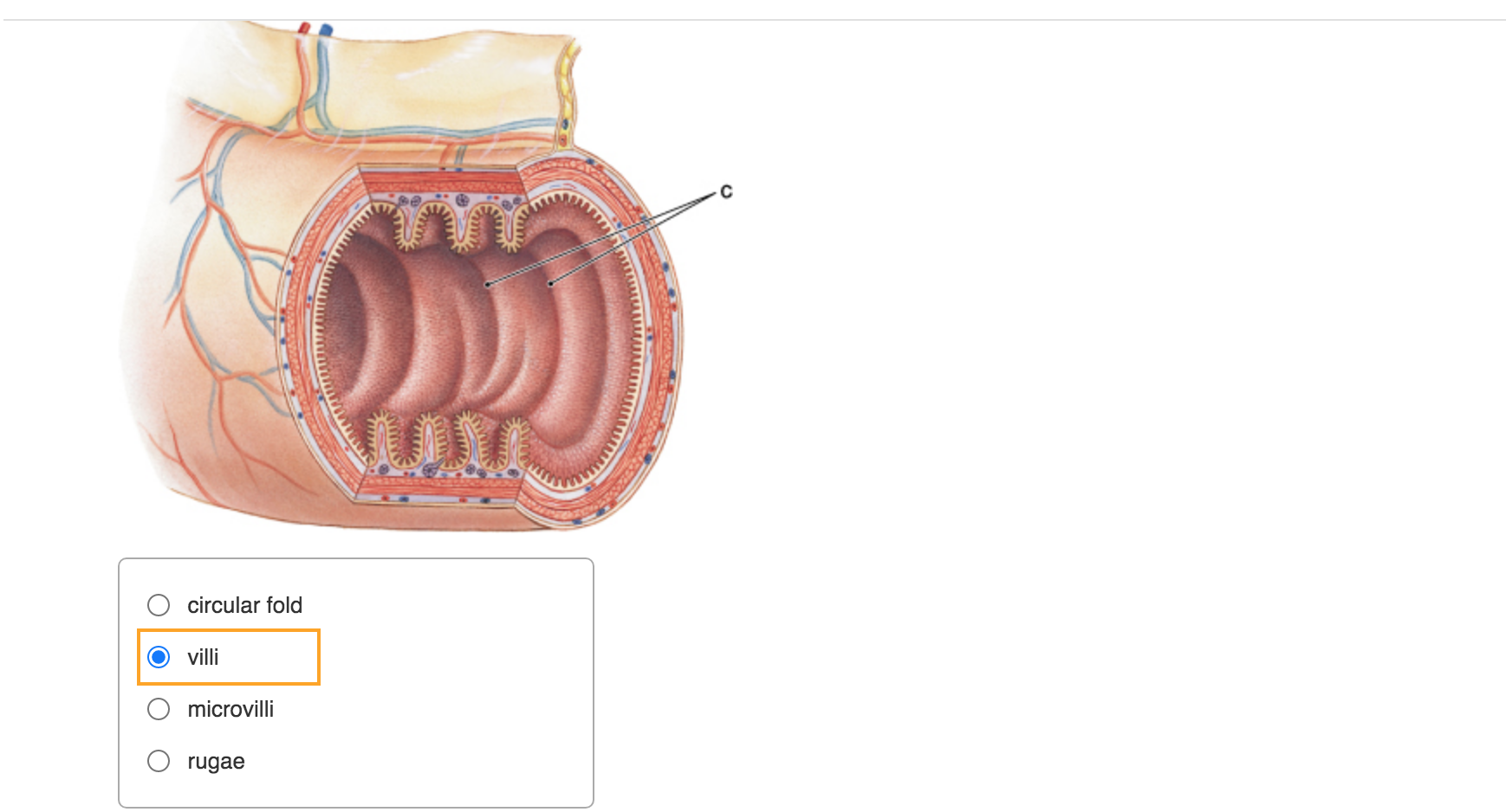 Solved с circular fold villi microvilli O rugae | Chegg.com