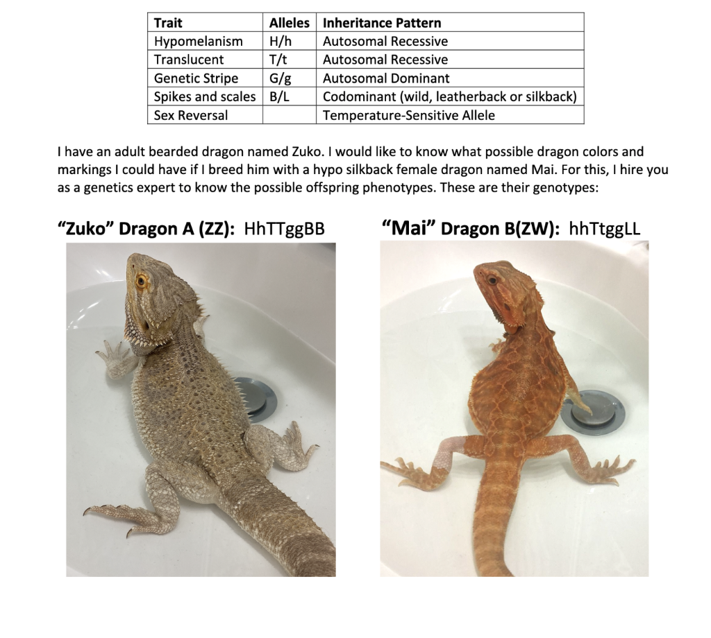 Solved I have an adult bearded dragon named Zuko. I would | Chegg.com