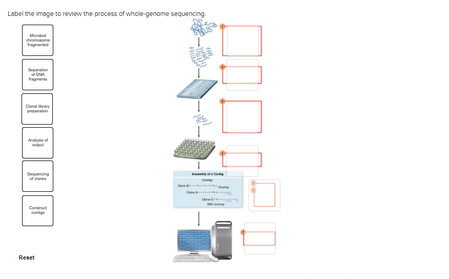 Solved Label the image to review the process of whole-genome | Chegg.com