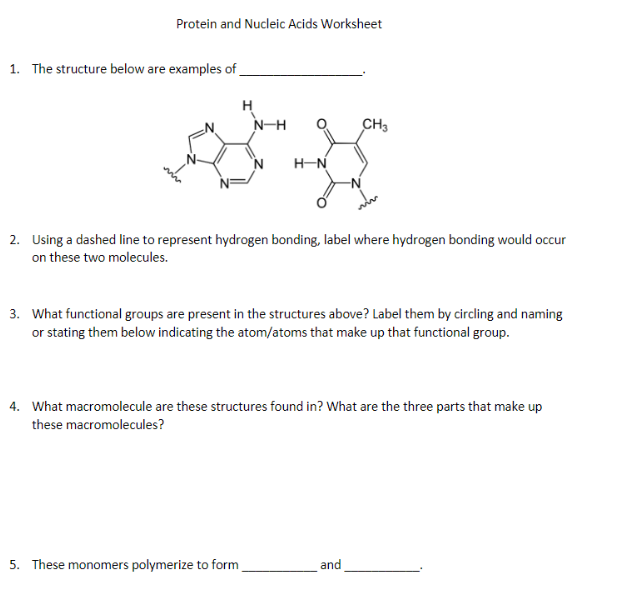 Solved Protein and Nucleic Acids Worksheet 1. The structure