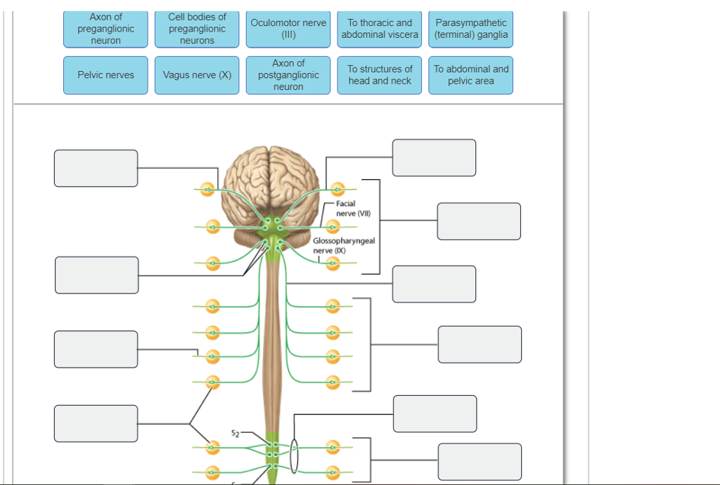 Solved Axon Cell bodies rve preganglionic Oculomotor ne To | Chegg.com