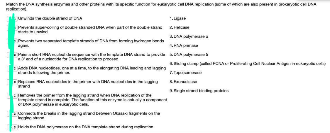 solved match the dna synthesis enzymes