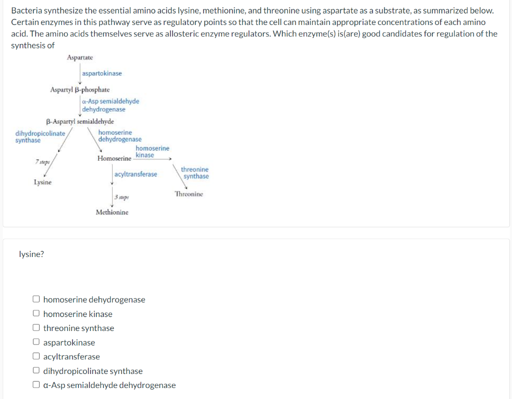 Solved Bacteria synthesize the essential amino acids lysine,