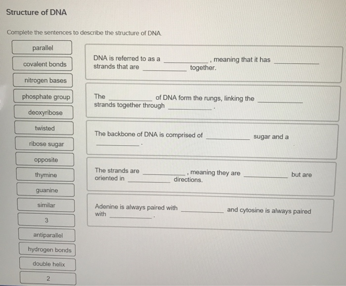solved-structure-of-dna-complete-the-sentences-to-describe-chegg