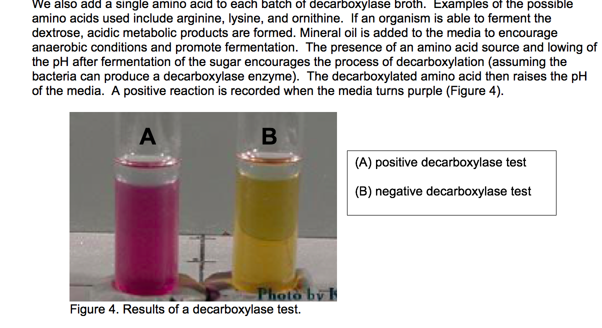 lysine decarboxylase test reaction