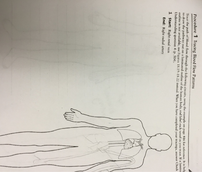 Solved procedure 1 tracing blood flow patterns trace the chegg