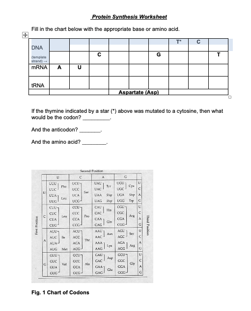 protein synthesis chart