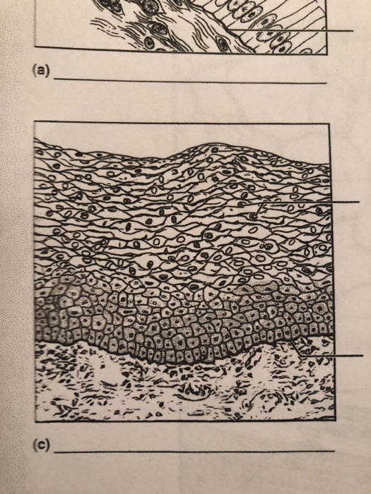 Solved or Review 22 Label the tissue types illustrated here | Chegg.com