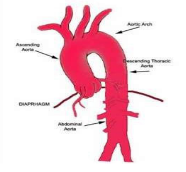 Solved In an adult, the aorta is normally 1.5 cm long and | Chegg.com