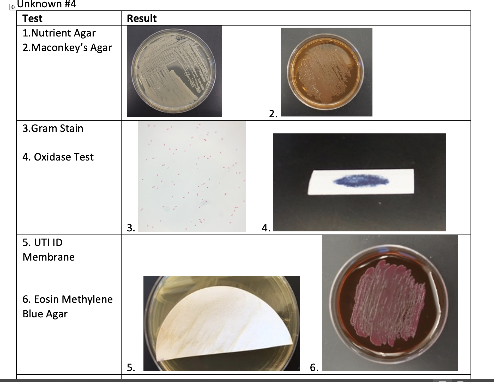 Solved When Microbiologists Isolate Bacteria, The Identity | Chegg.com