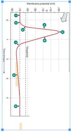 Solved Name the different phases of an action potential that | Chegg.com