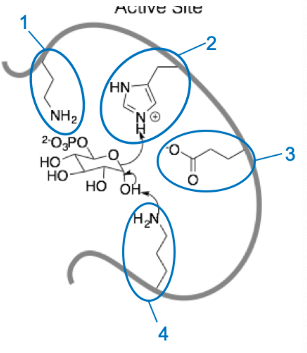 Solved Given the active site diagram below, identify the | Chegg.com