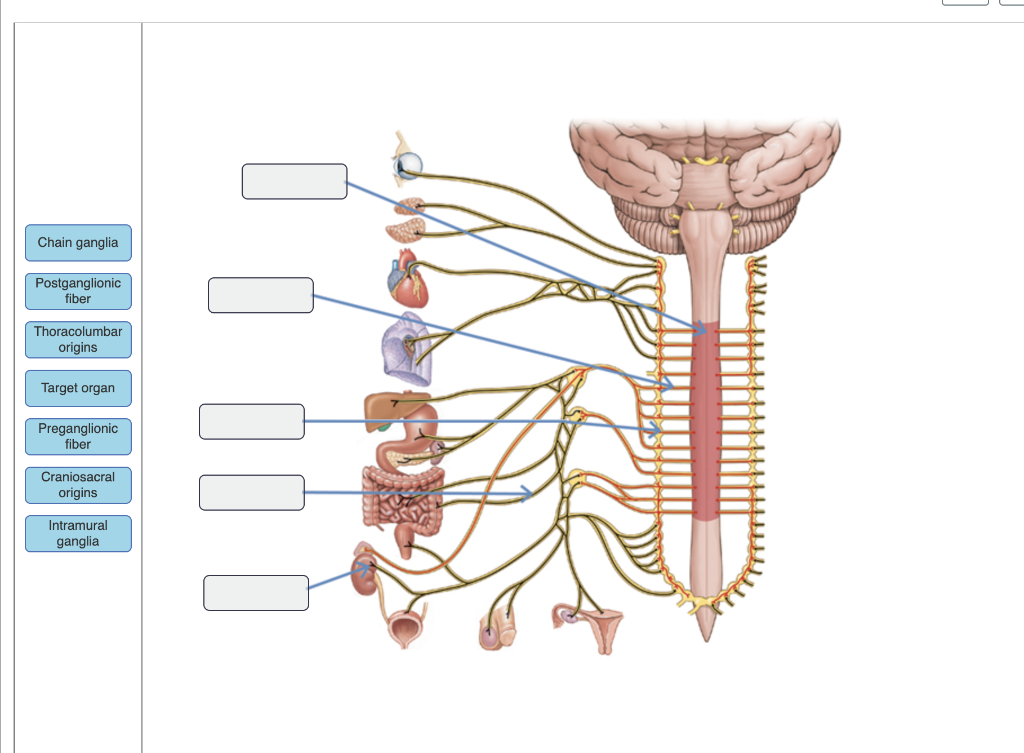 Solved The divisions of the autonomic nervous system are