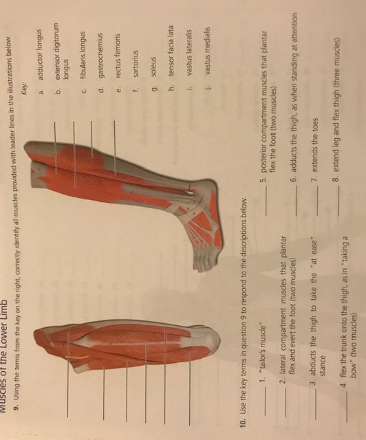 Muscles That Plantar Flex And Evert The Foot