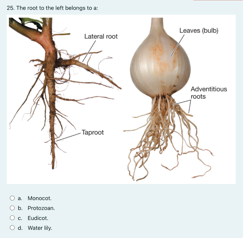 Solved 25. The root to the left belongs to a: a. Monocot. b. | Chegg.com