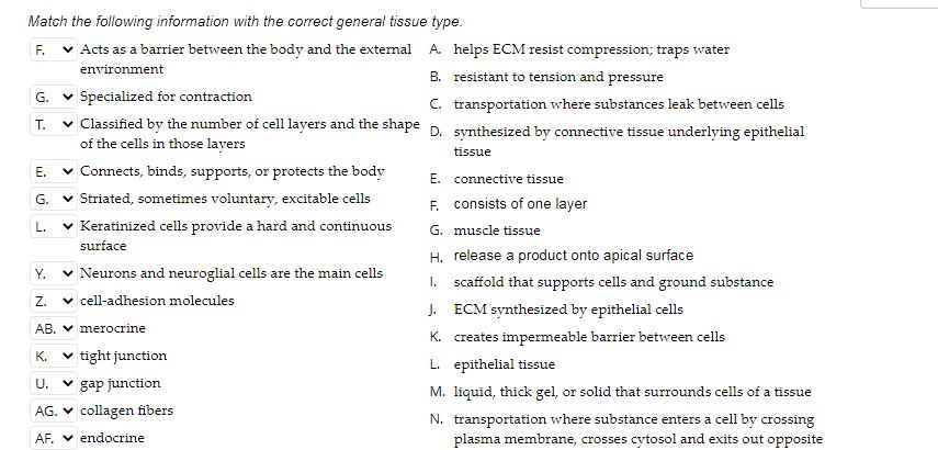 Solved D. ∨ reticular lamina occluding junction desmosome | Chegg.com