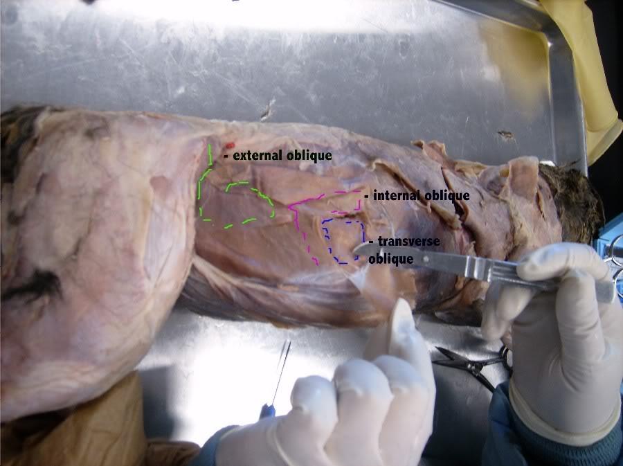 external intercostal muscles cat