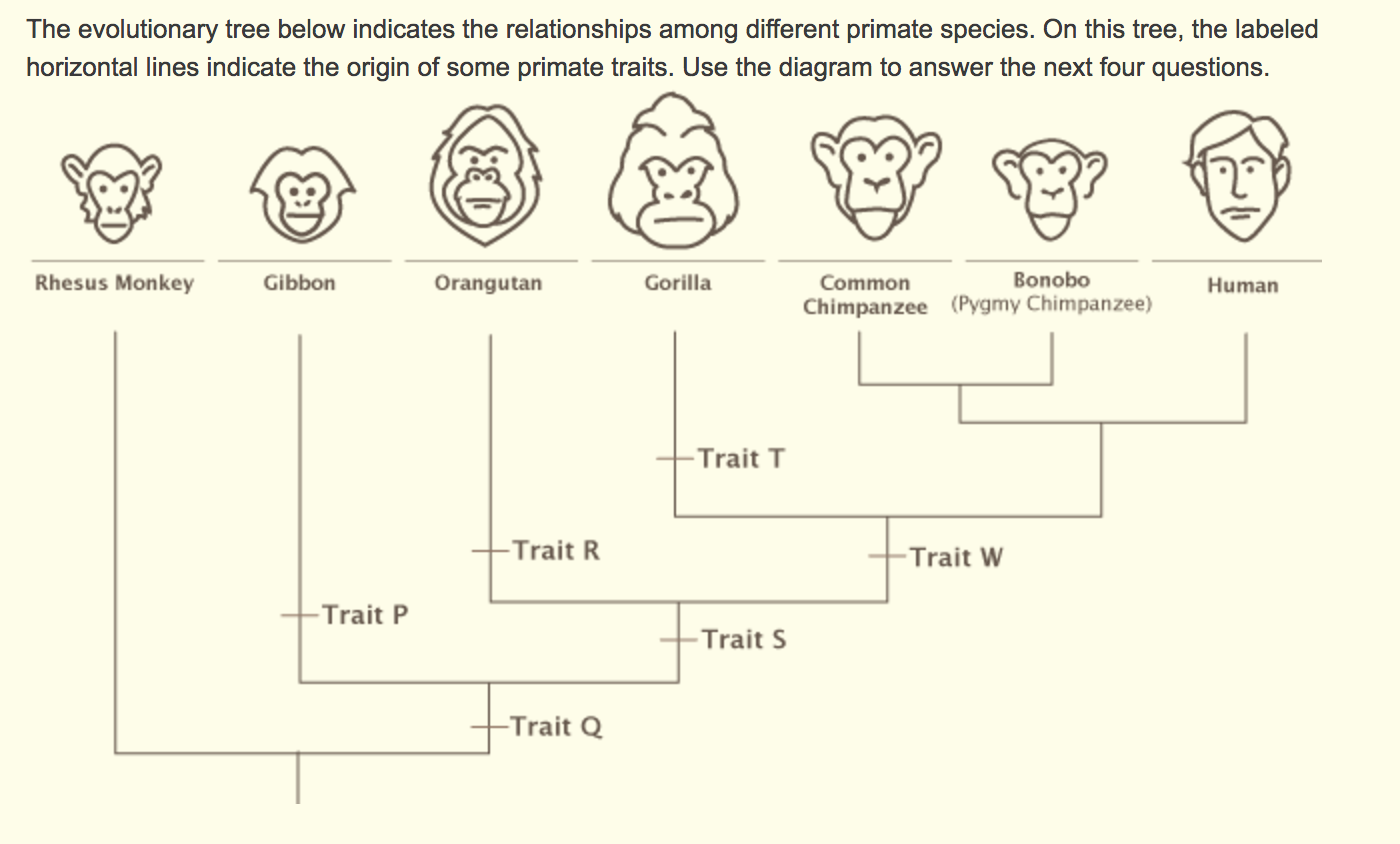 Solved Gibbons are closely related to humans or rhesus