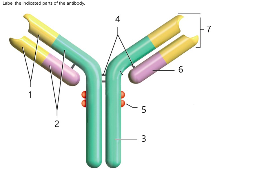 Solved Label the indicated parts of the antibody. 4 +7 6 1 5 | Chegg.com