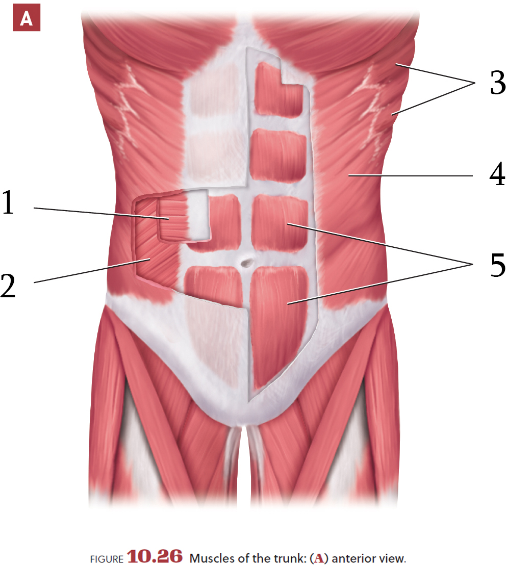 Solved FIGURE 10.26 Muscles of the trunk: (A) anterior | Chegg.com