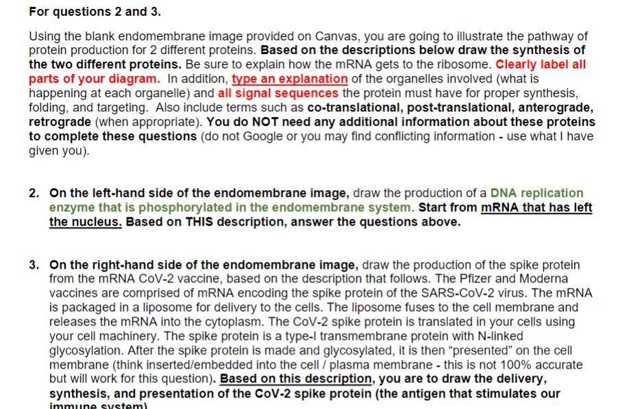 For questions 2 and 3. Using the blank endomembrane | Chegg.com