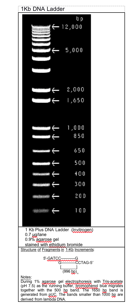 Solved 1 Kb DNA Ladder Up - 12,000 € 5,000 1 2,000 1,650 +