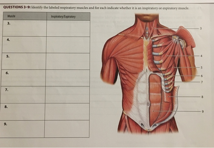 QUESTIONS 3-9: Identify the labeled respiratory | Chegg.com