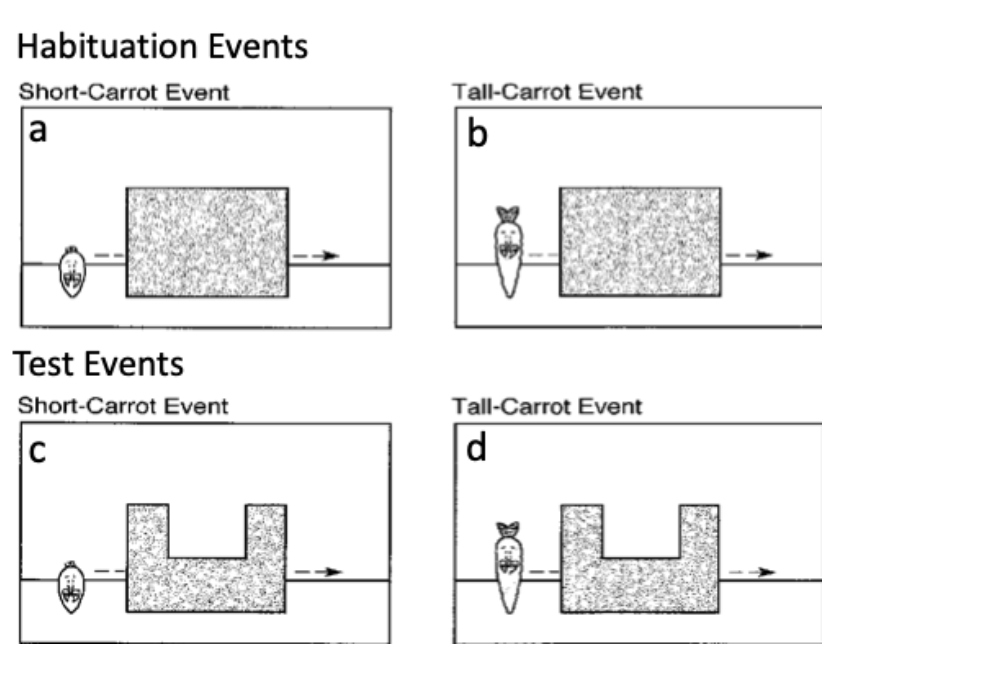 Solved n a habituation study by Baillargeon & DeVos, 1991, | Chegg.com