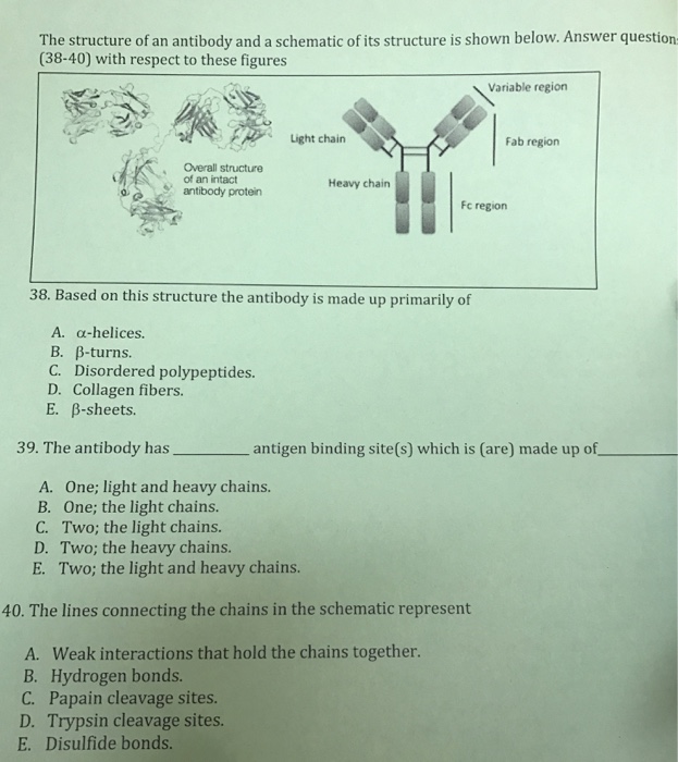 Solved The Structure Of An Antibody And A Schematic Of Its | Chegg.com