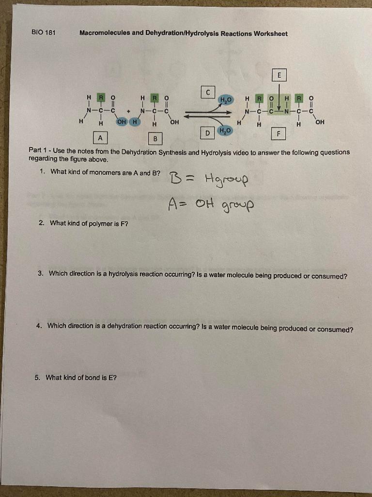 Dehydration Synthesis and Hydrolysis Practice Answer Key