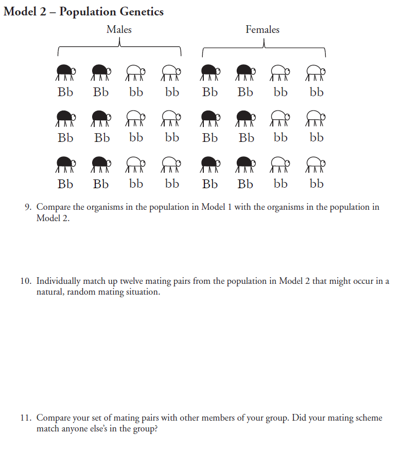 Solved Model 2 - Population Genetics Males Females Bb Bb Ъb | Chegg.com