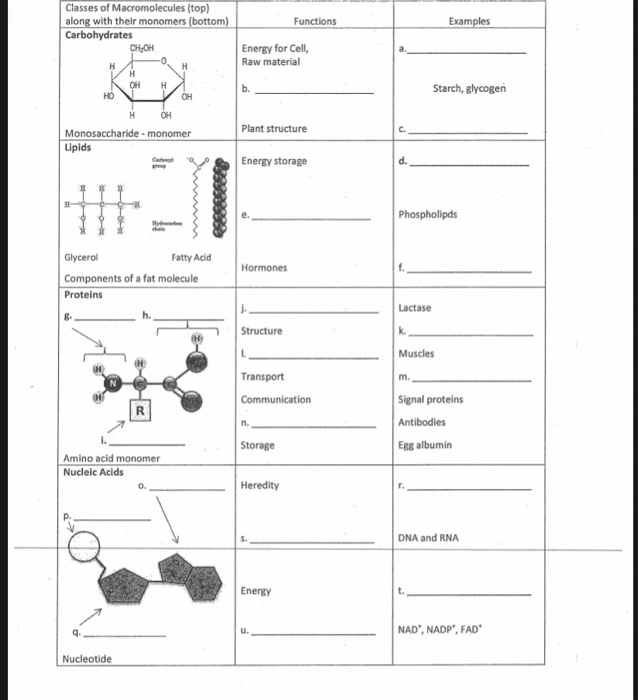 Solved Classes of along with their monomers( top) om | Chegg.com