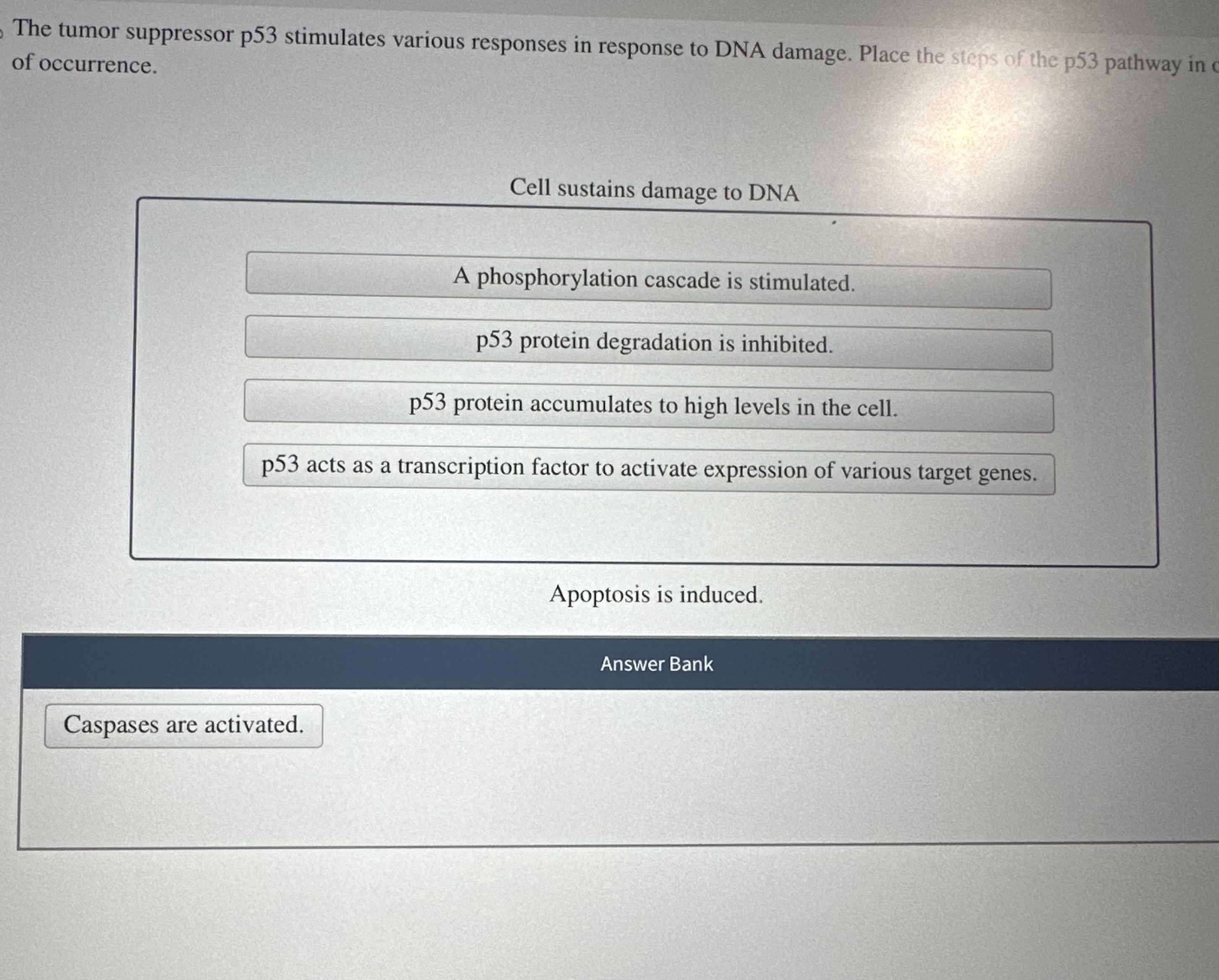 Solved The tumor suppressor p53 stimulates various responses Biology Diagrams