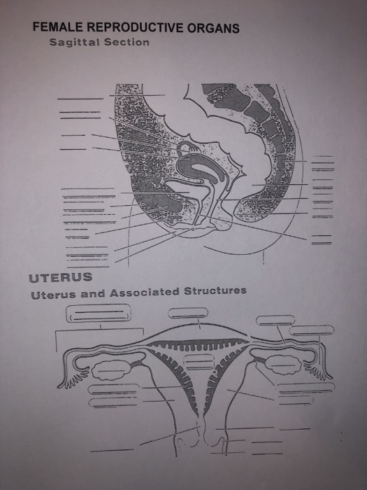 Solved FEMALE REPRODUCTIVE ORGANS Sagittal Section UTERUS | Chegg.com