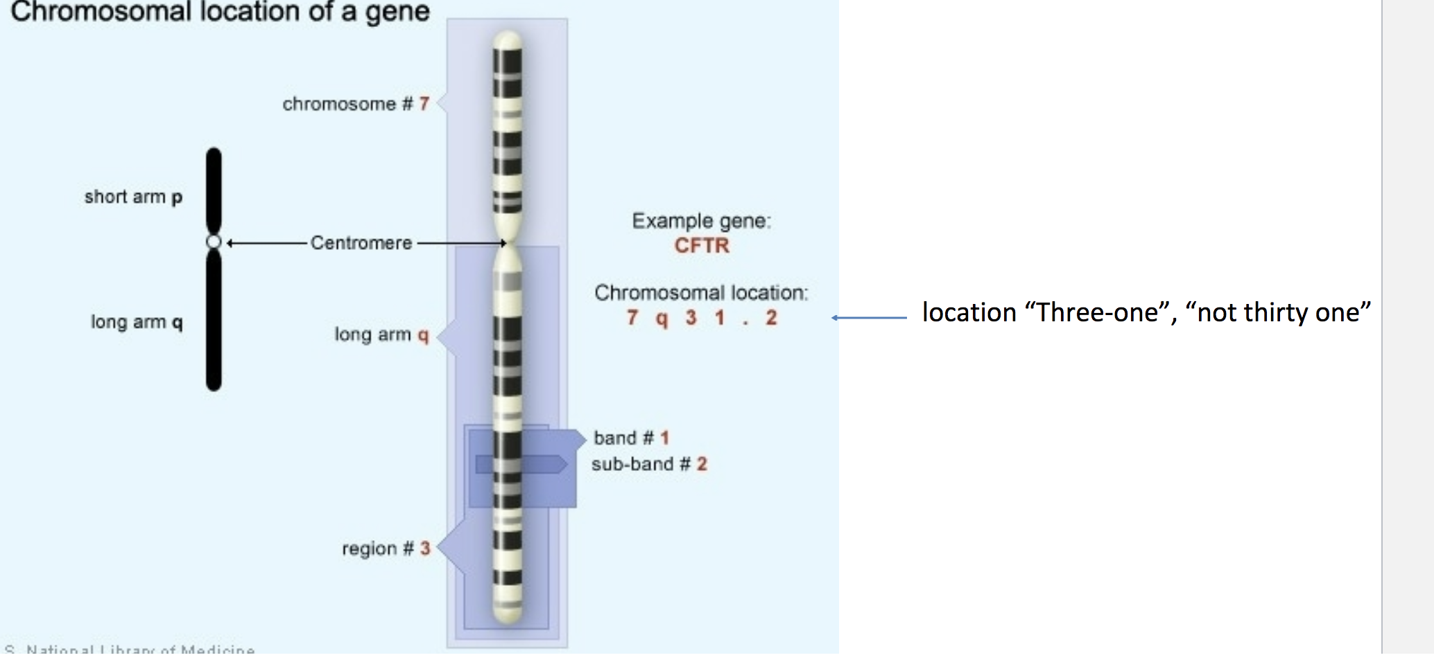 Локализация Гена в хромосоме. Локализация генов в хромосомах. Хромосомы и гены человека. Хромосомная локализация Гена это. 3 гена расстояние