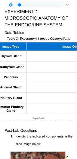 experiment 1 microscopic anatomy of the endocrine system