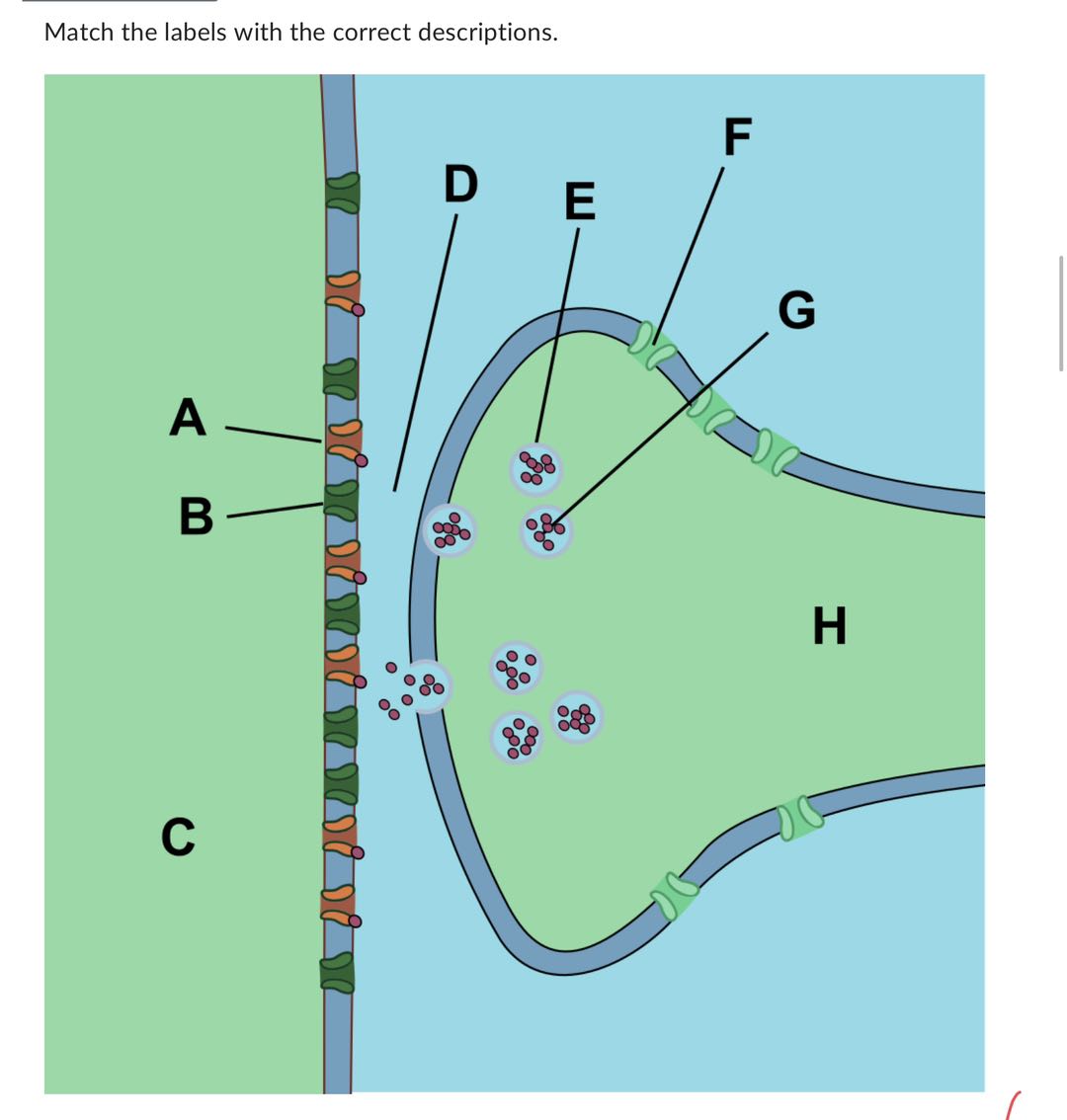 Solved 1.POSTSYNAPTIC CELL. 2.SUNAPTIC VESICLE. 3.VOLTAGE | Chegg.com